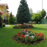 Toaletari copaci